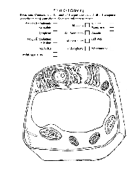 Plant Cell Answer Key Coloring Pages