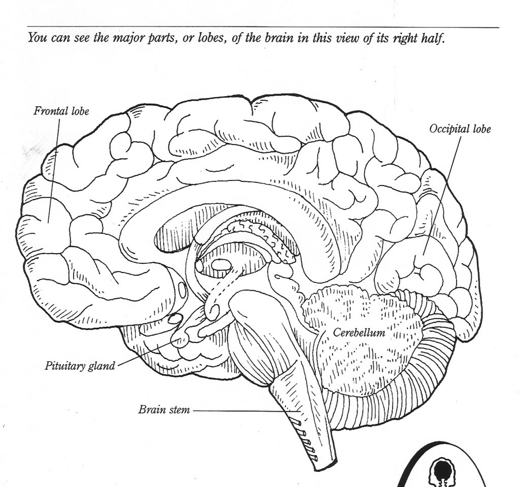 10 Best Images Of The Human Brain Worksheets Blank Brain Diagram 