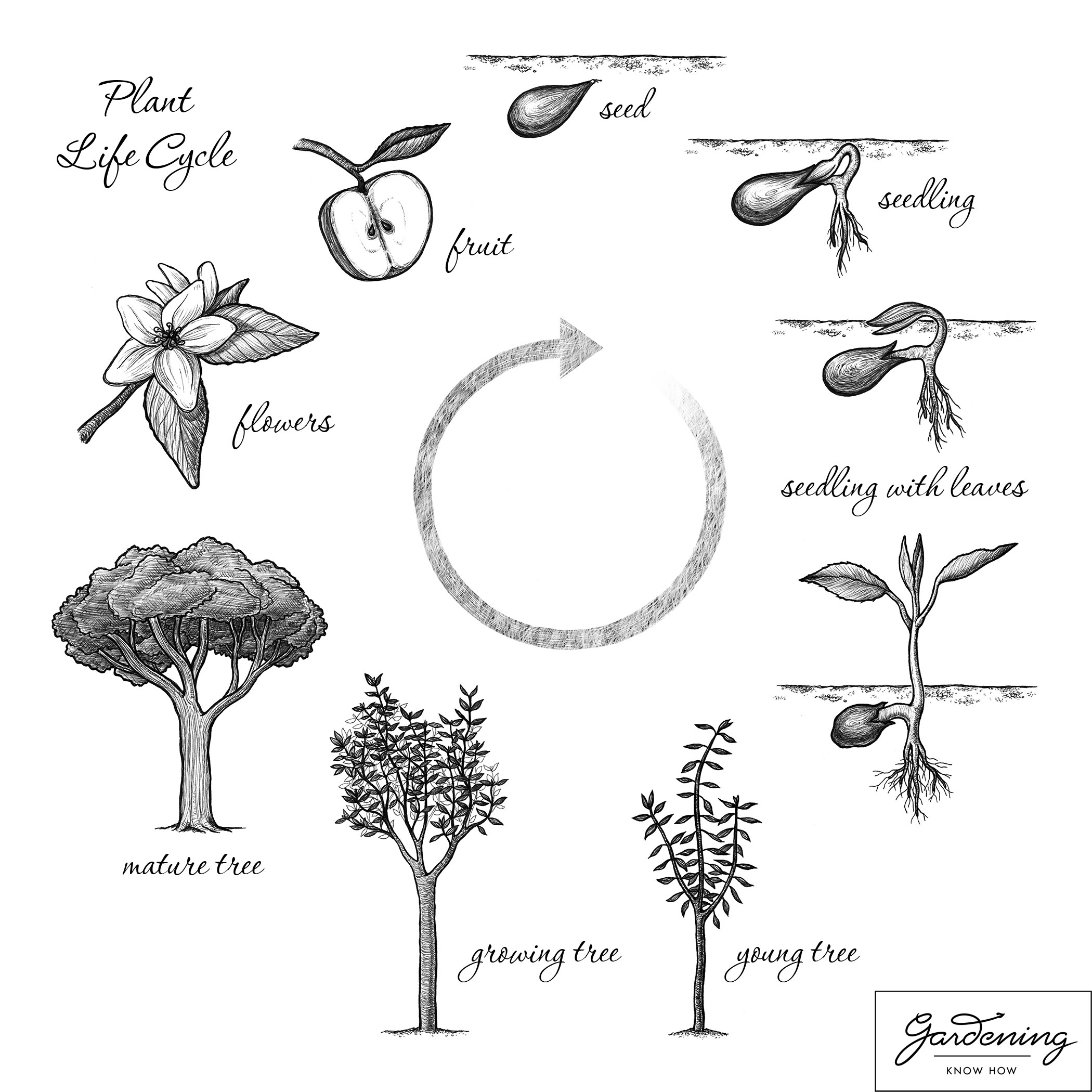 15 Best Images of Seed And Plant Worksheets - Plant Life Cycle Seed