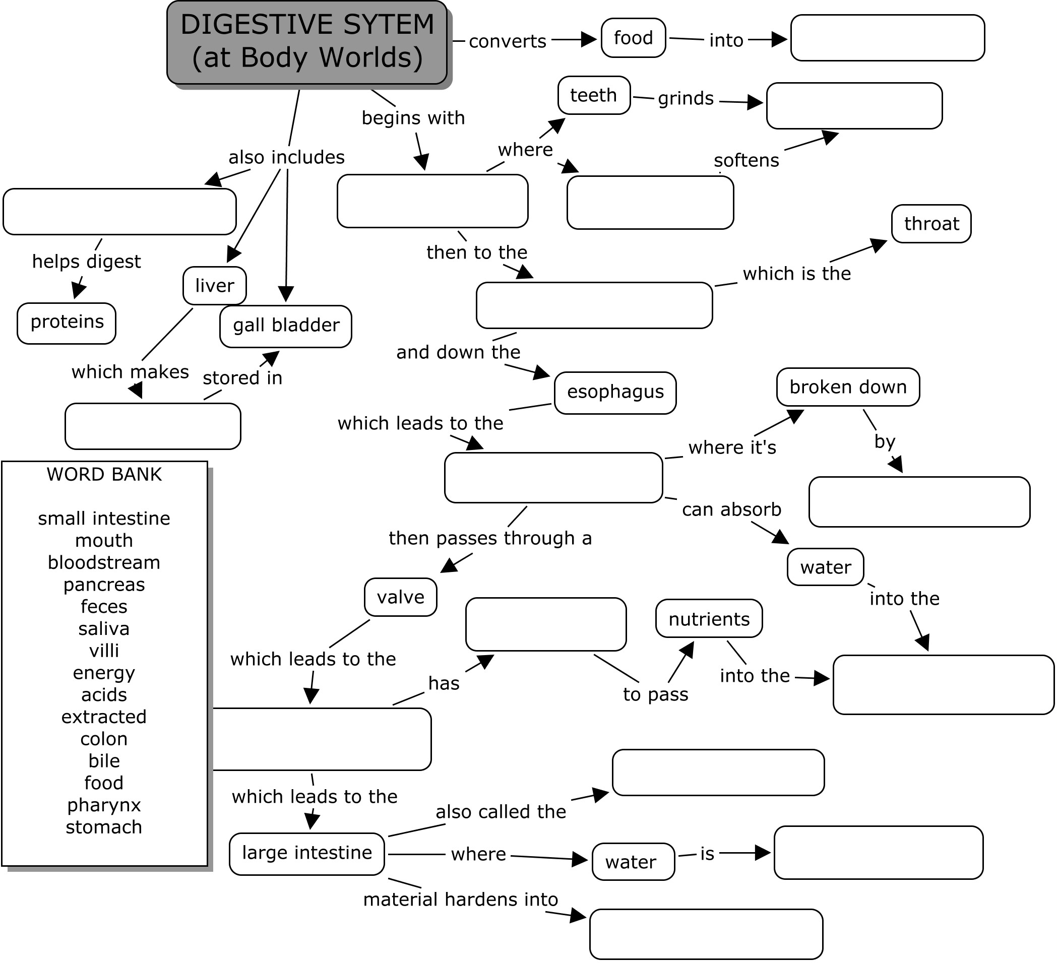 13 Best Images Of Biology Corner Worksheets Answer Key Blood Concept 