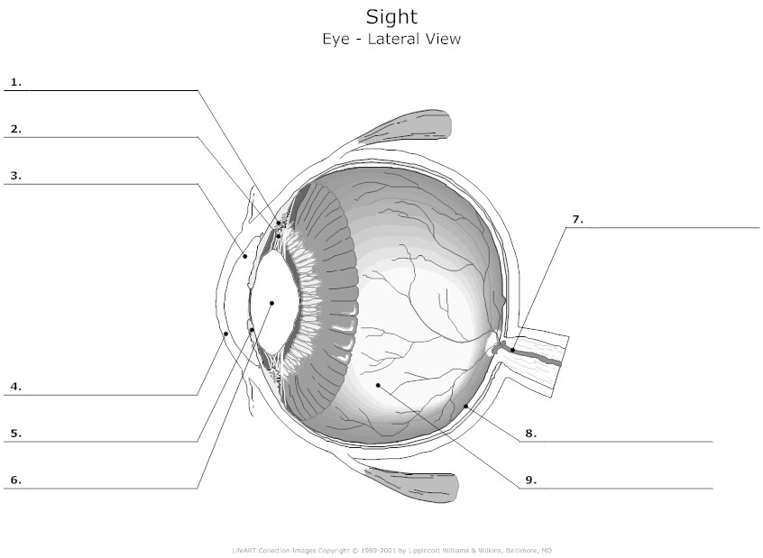 14 Best Images of Eye Diagram Worksheet - Human Eye Diagram Unlabeled