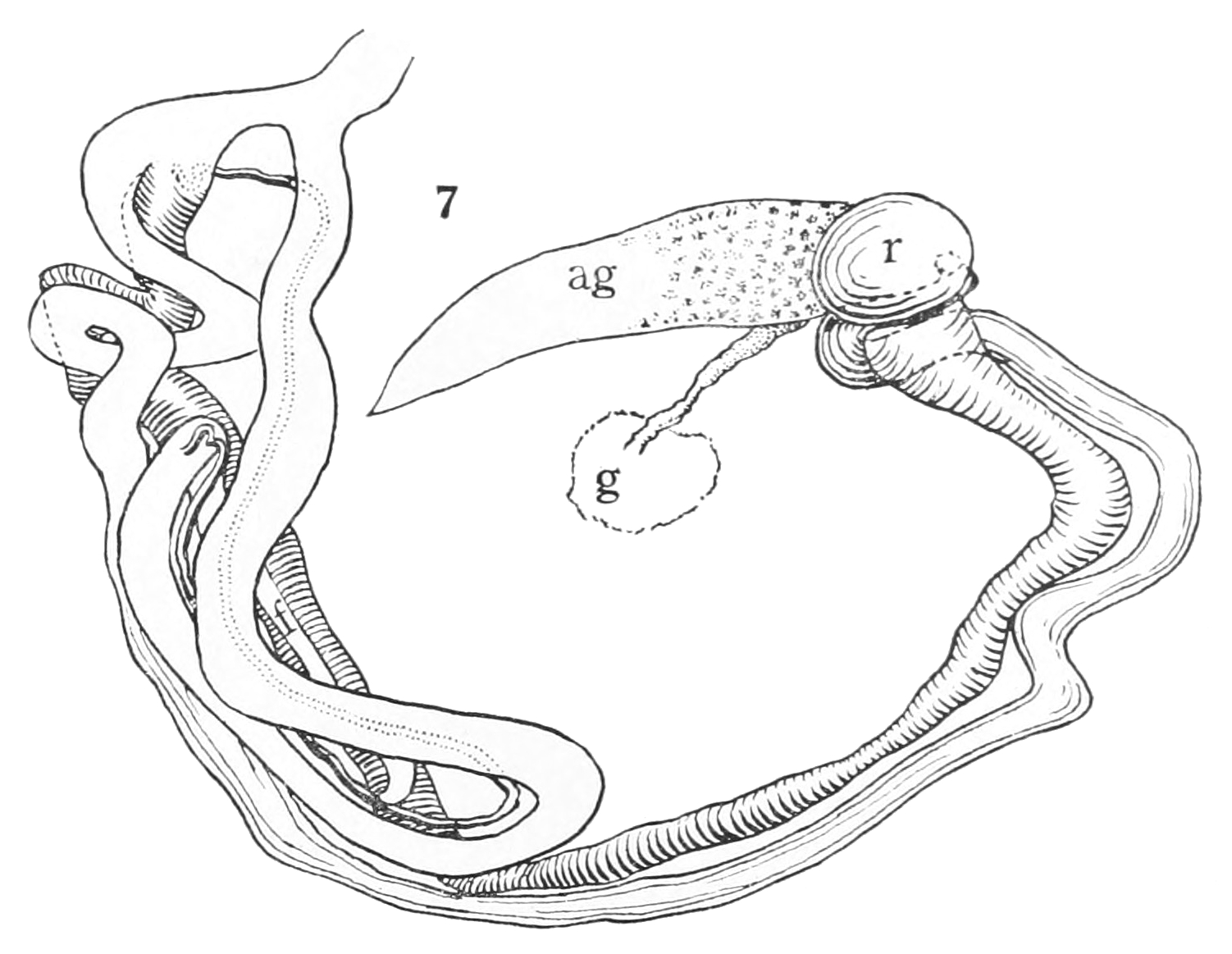 15 Best Images Of Frog Dissection Coloring Worksheet Frog External Anatomy Worksheet Answers 