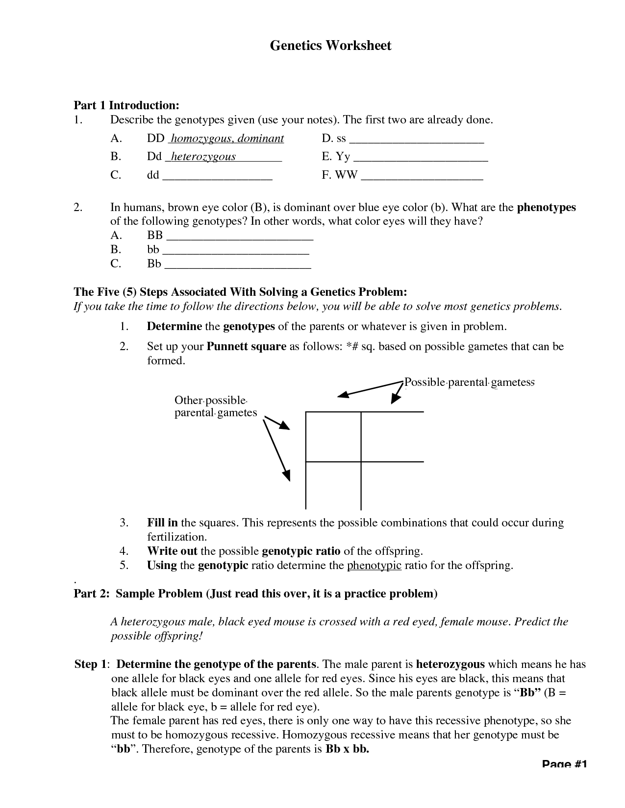 9 Best Images Of Human Genetics Worksheets Genetics Worksheet Answer Key Genetics Practice 