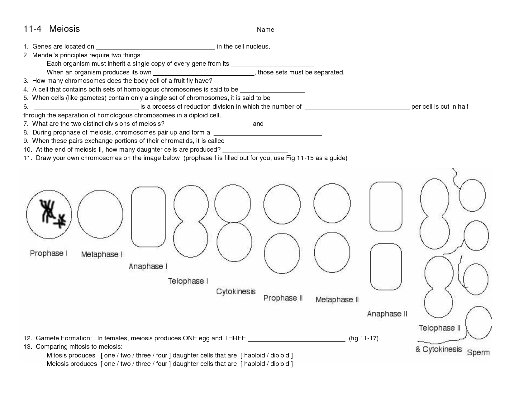 19 Best Images Of 11 4 Meiosis Worksheet Answer Key Mitosis Meiosis 