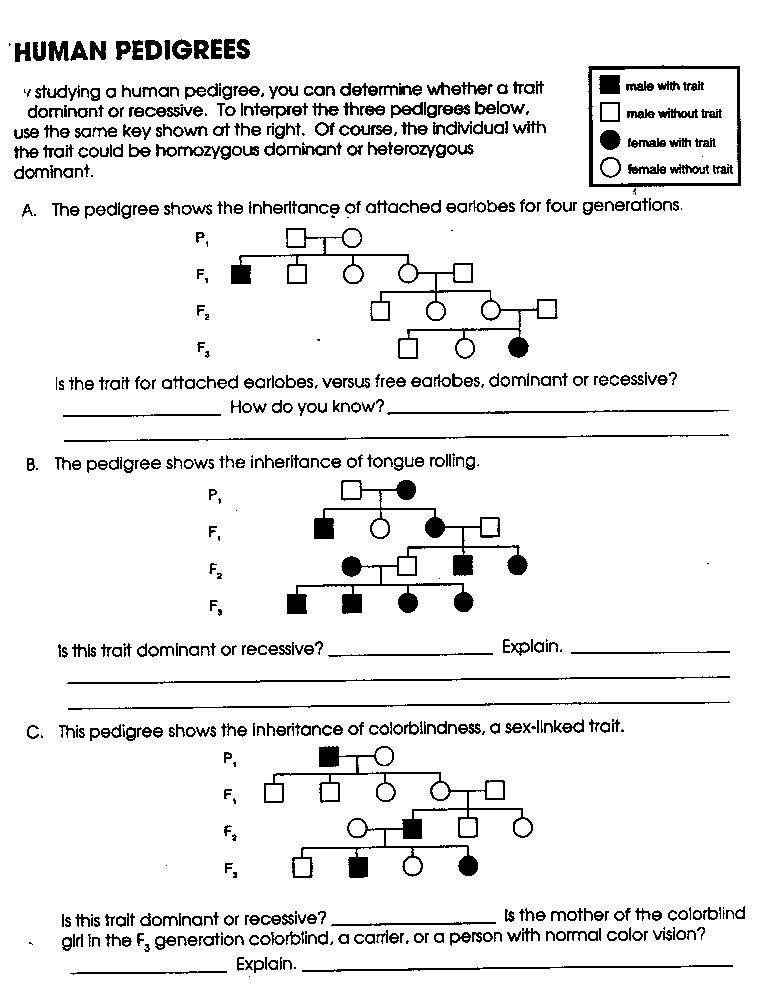 14 Best Images Of Pedigree Worksheet With Answer Key Genetics 