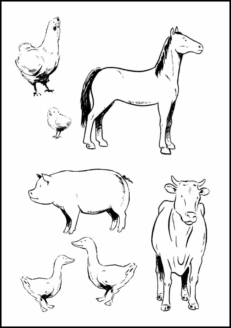 Coloring Farm Animal