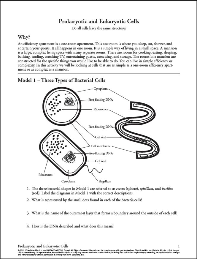 16 Best Images Of Protein Biology Worksheet Protein Synthesis Worksheet Answers DNA RNA 