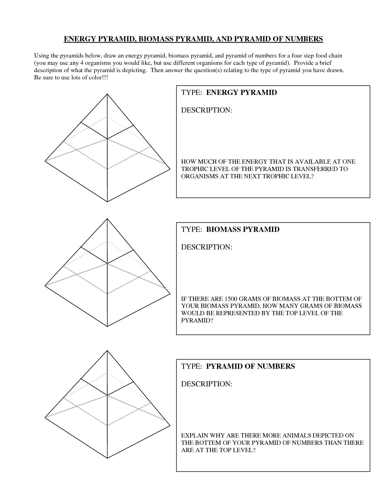 13 Best Images Of Ecological Pyramids Worksheet Answer Key 