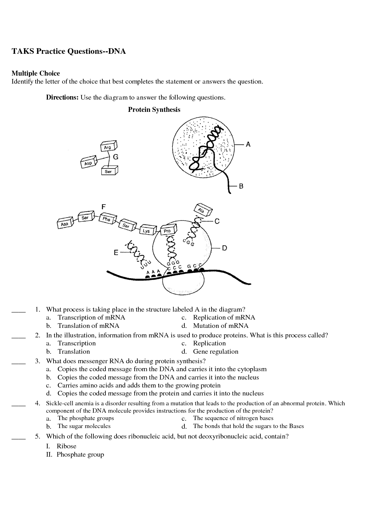 16 Best Images Of Protein Synthesis Practice Worksheet Protein 