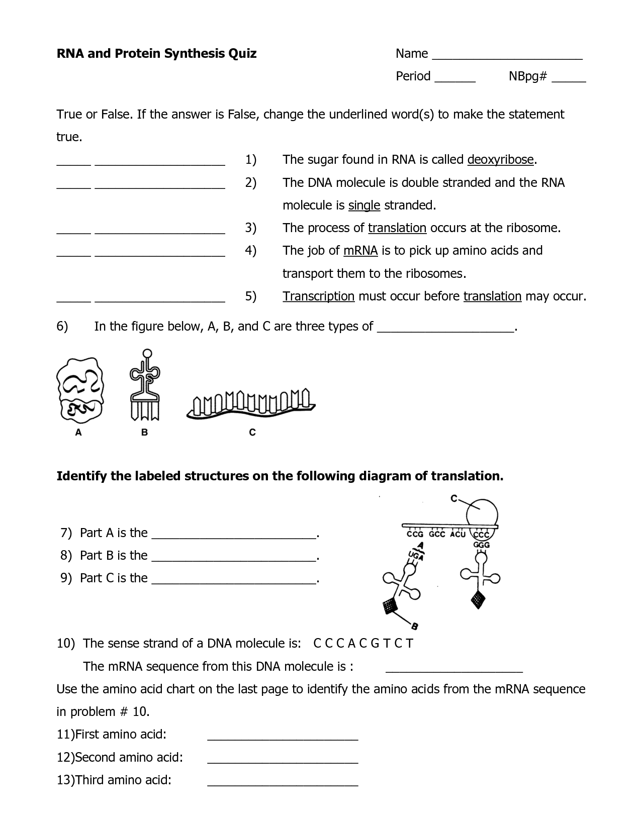 16 Best Images Of Protein Synthesis Practice Worksheet Protein 