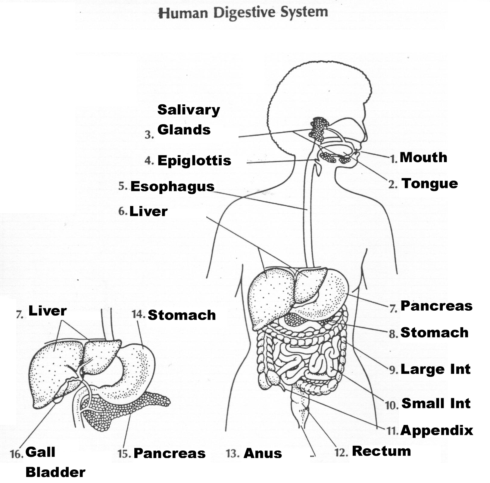 Digestive System Worksheets Human Digestive System Digestive System Vrogue