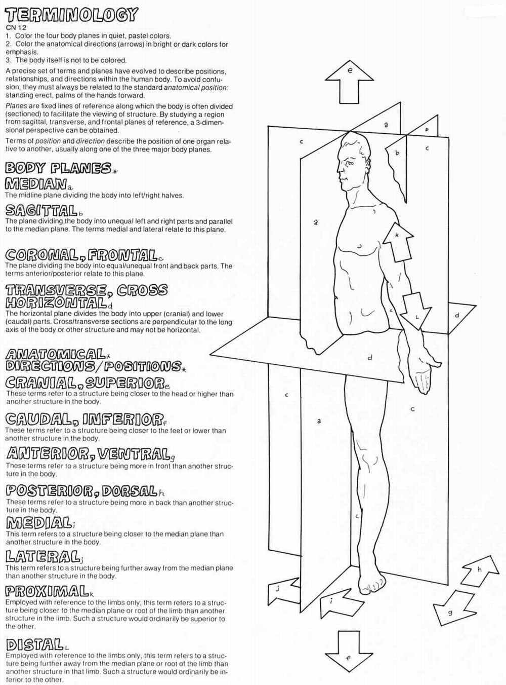 Directional Terminology Worksheet