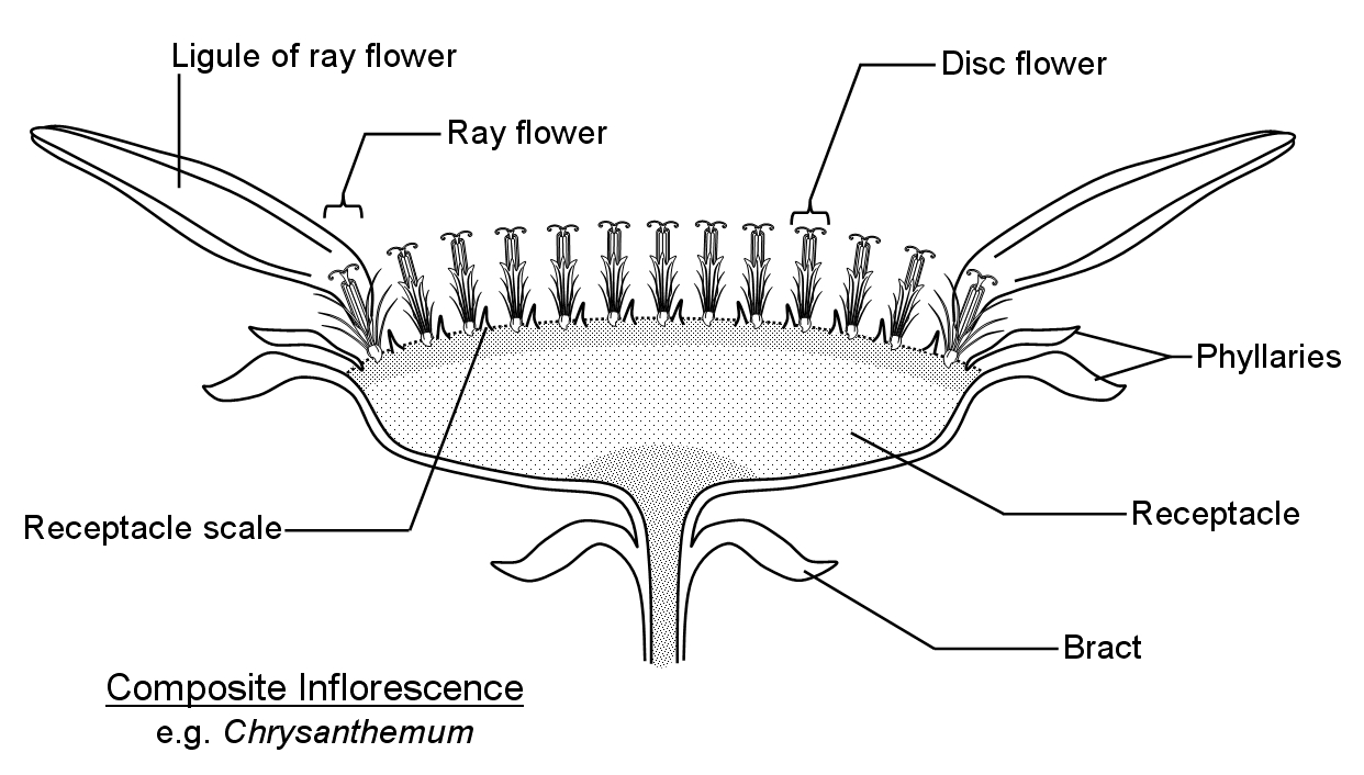 13 Best Images of Hip Anatomy Of The Worksheet - Sunflower Anatomy