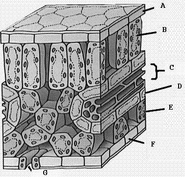 8 Best Images of Photosynthesis Diagram Worksheet - Photosynthesis and