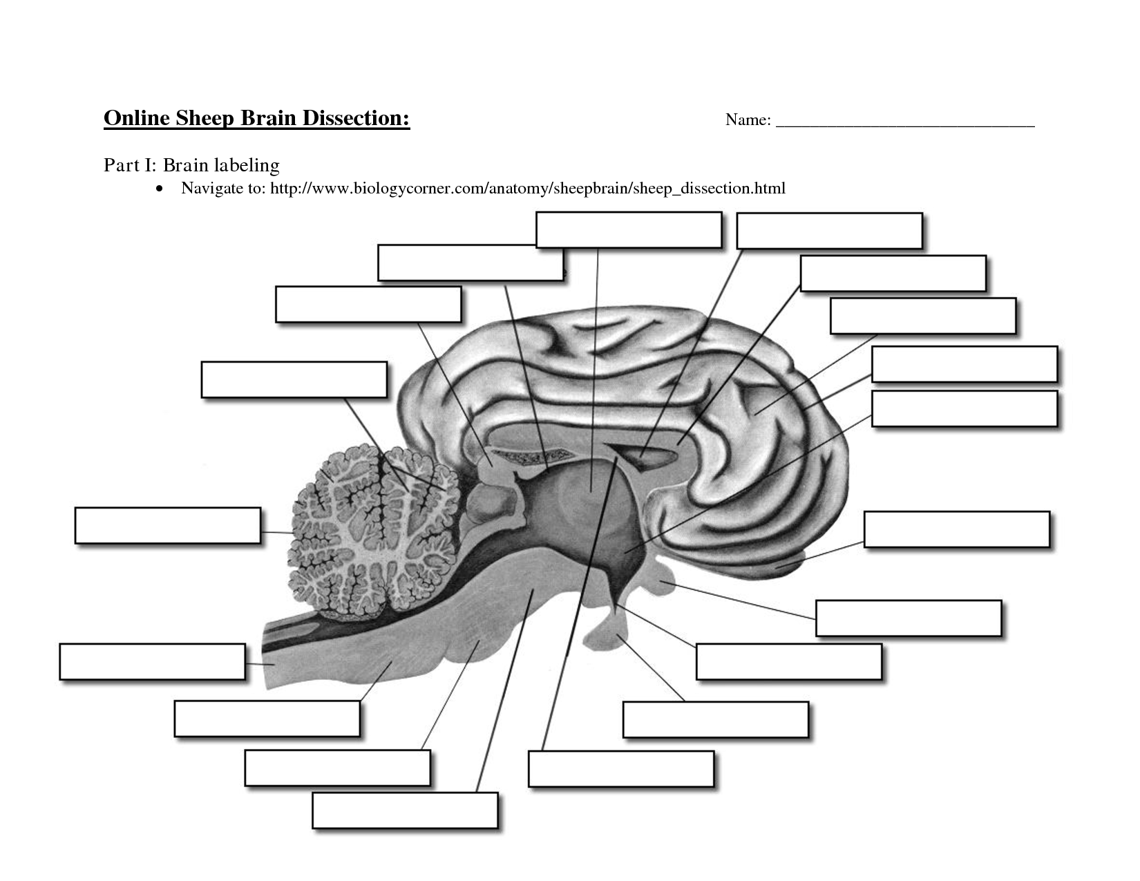 12 Best Images Of Brain Anatomy Worksheet Brain Diagram And Functions Worksheet Brain And 