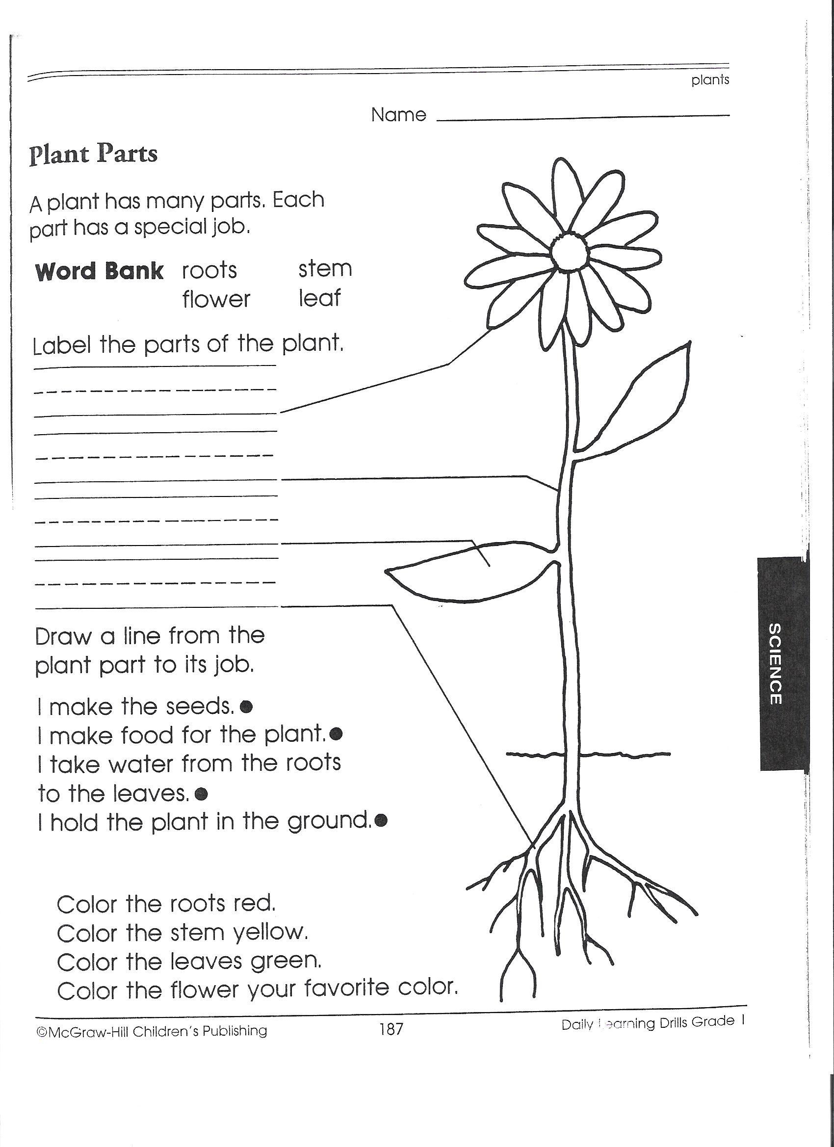 Free Printable Parts Of A Plant Worksheet Free Printable Templates