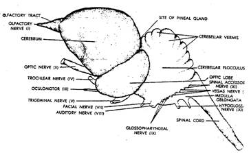 9 Best Images of Brain Label Worksheet - Label the Brain Anatomy