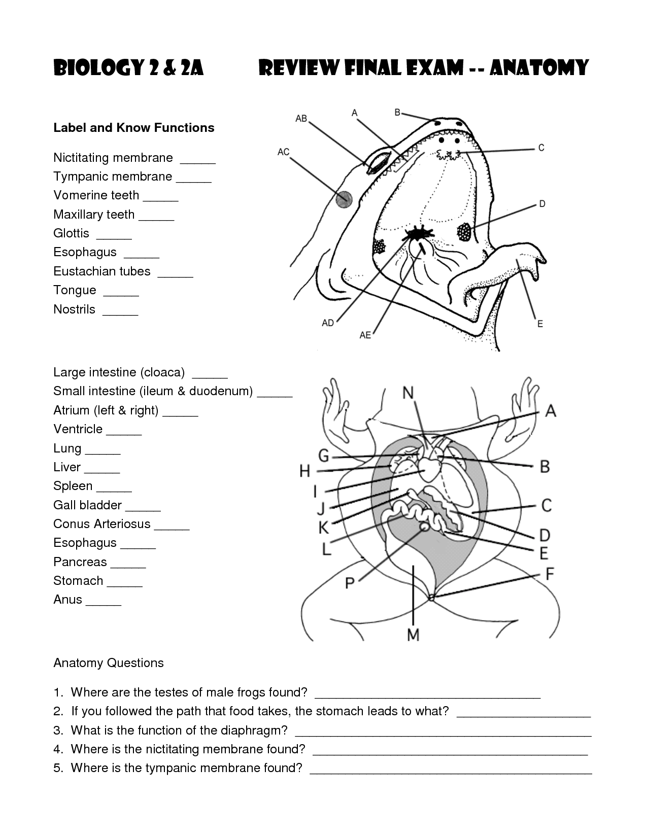 13 Best Images Of Printable Skeleton Worksheets Skull Axial Skeleton Labeling Worksheet