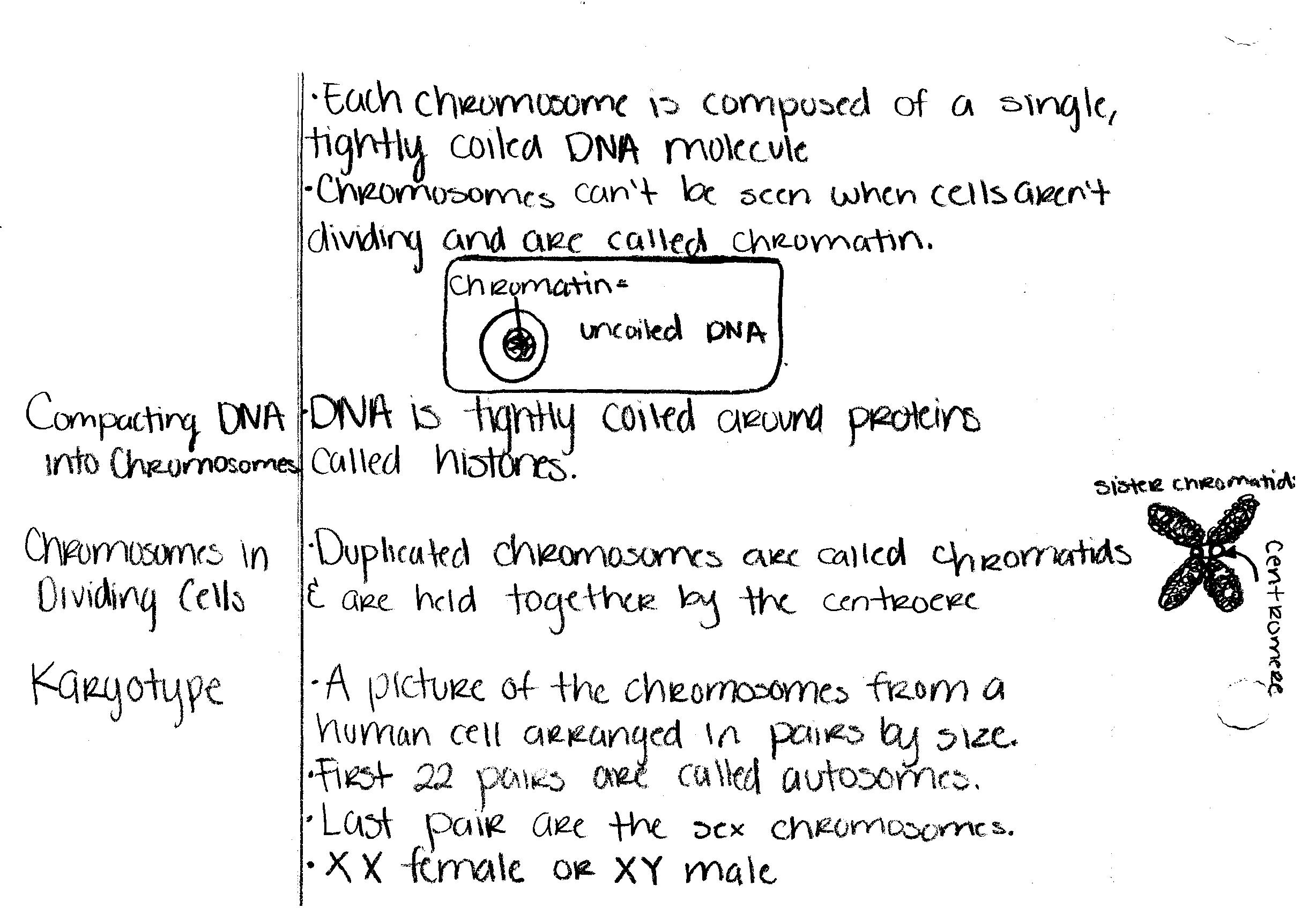 10 Best Images Of Karyotype Worksheet Answers Biology Human Karyotype Lab Answer Key Biology 