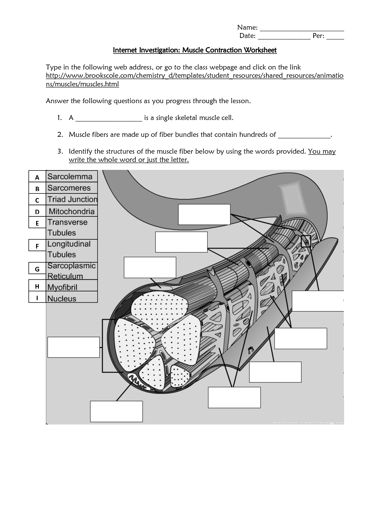 19 Best Images Of Muscle Contraction Worksheet Muscle Contraction Worksheet Answers Muscle 