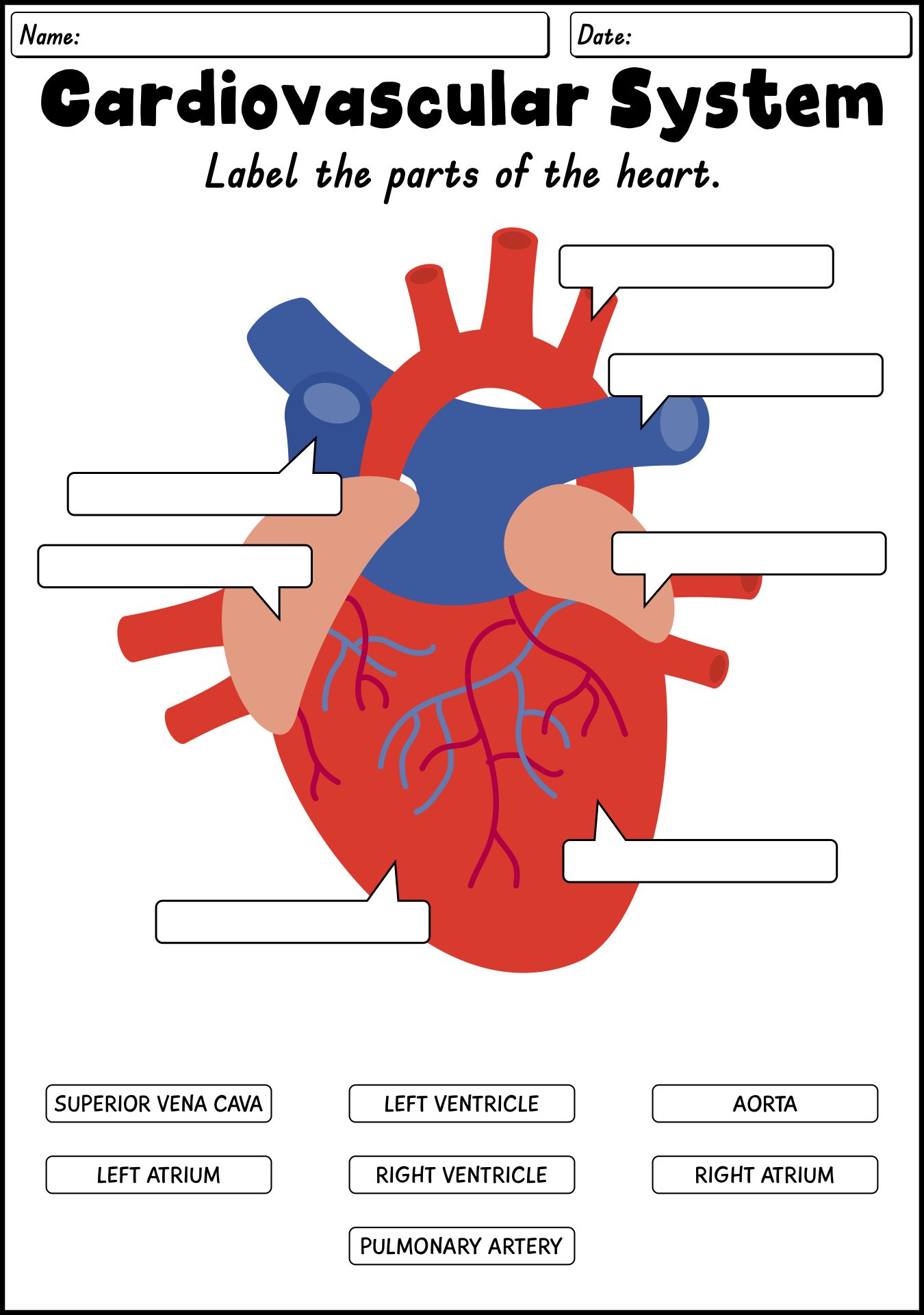 18 Best Images Of Circulatory System Worksheets And Answers Circulatory System Worksheets 