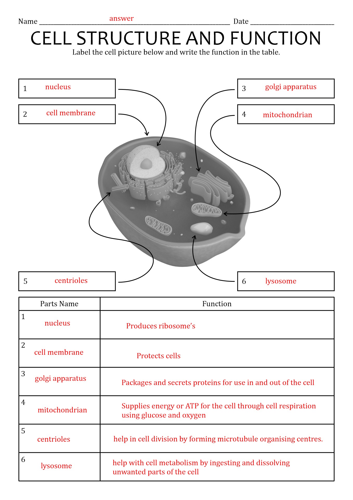 Plant Cell Structure And Function Worksheet