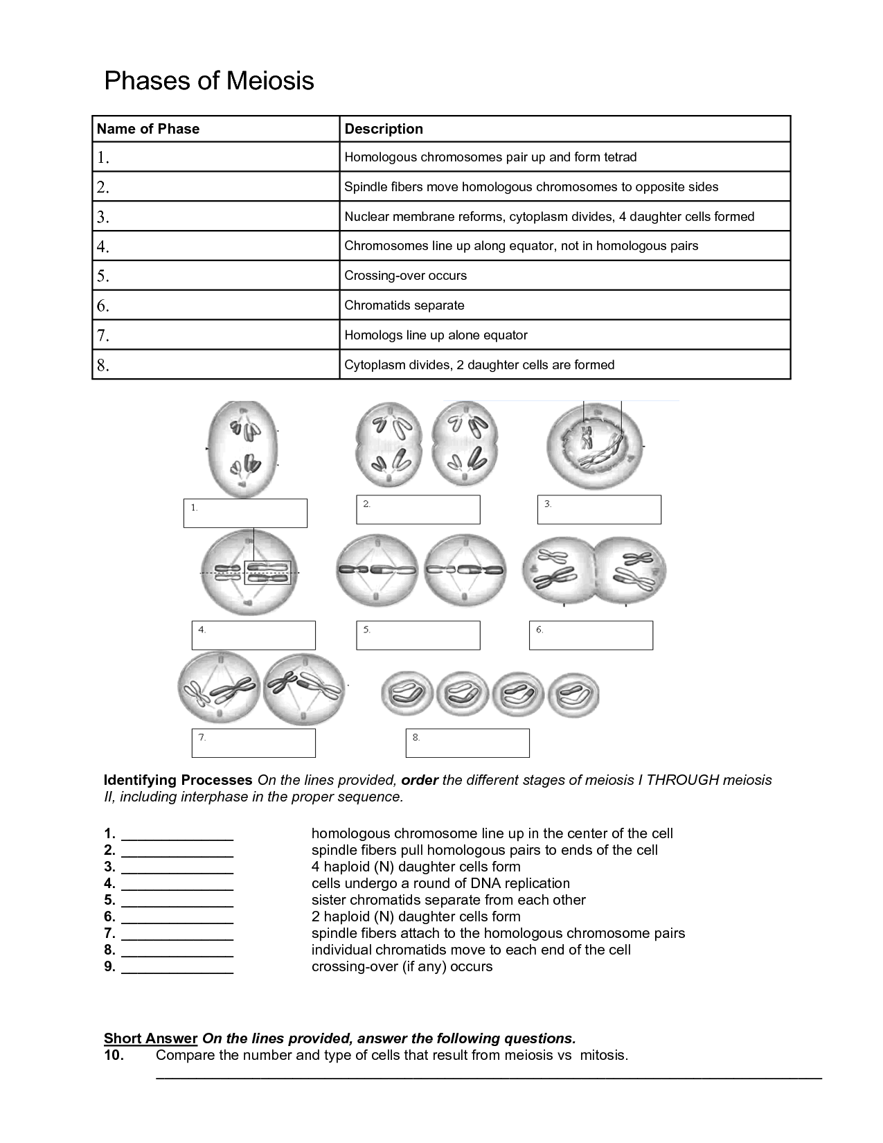 14 Best Images of Biology If8765 Worksheet Answer Key - Mitosis and