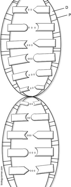 Dna Coloring Transcription And Translation Worksheet Answer Key Villardigital Library For 