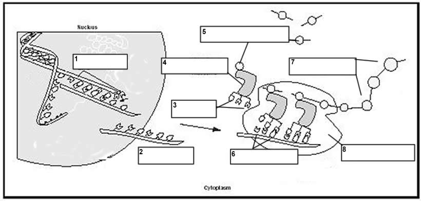 14 Best Images Of DNA Transcription Coloring Worksheet 84 DNA Coloring Transcription And 