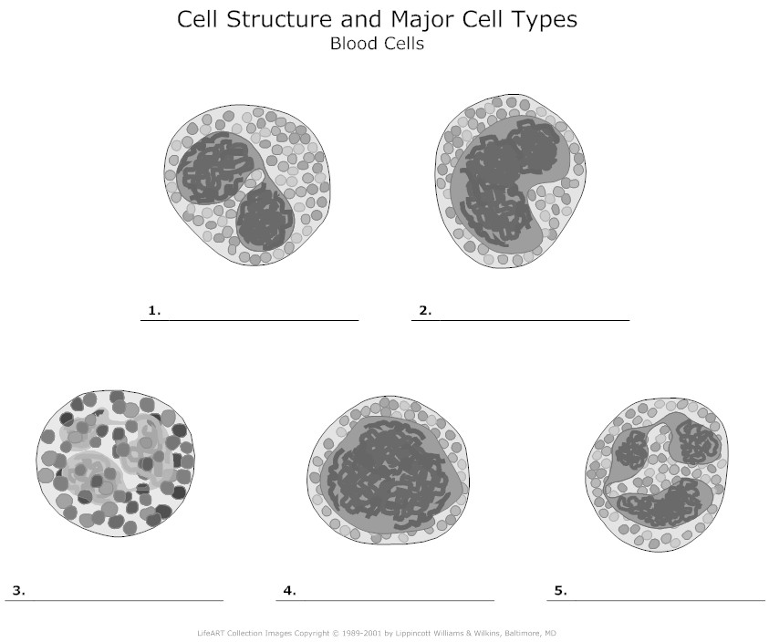 17 Best Images Of White Blood Cells Worksheet Human White Blood Cell 