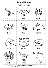 9 Best Images of Amphibian Worksheets For Kindergarten - Reptiles and