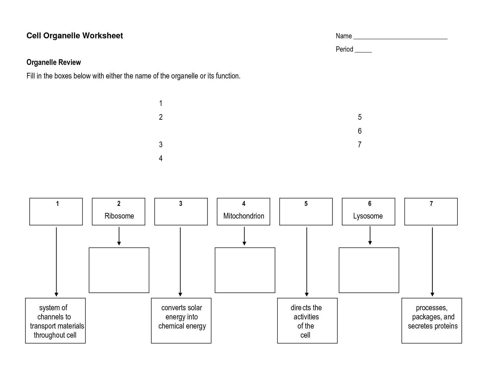 15 Best Images Of Cell Structure And Processes Worksheet Virtual Cell 