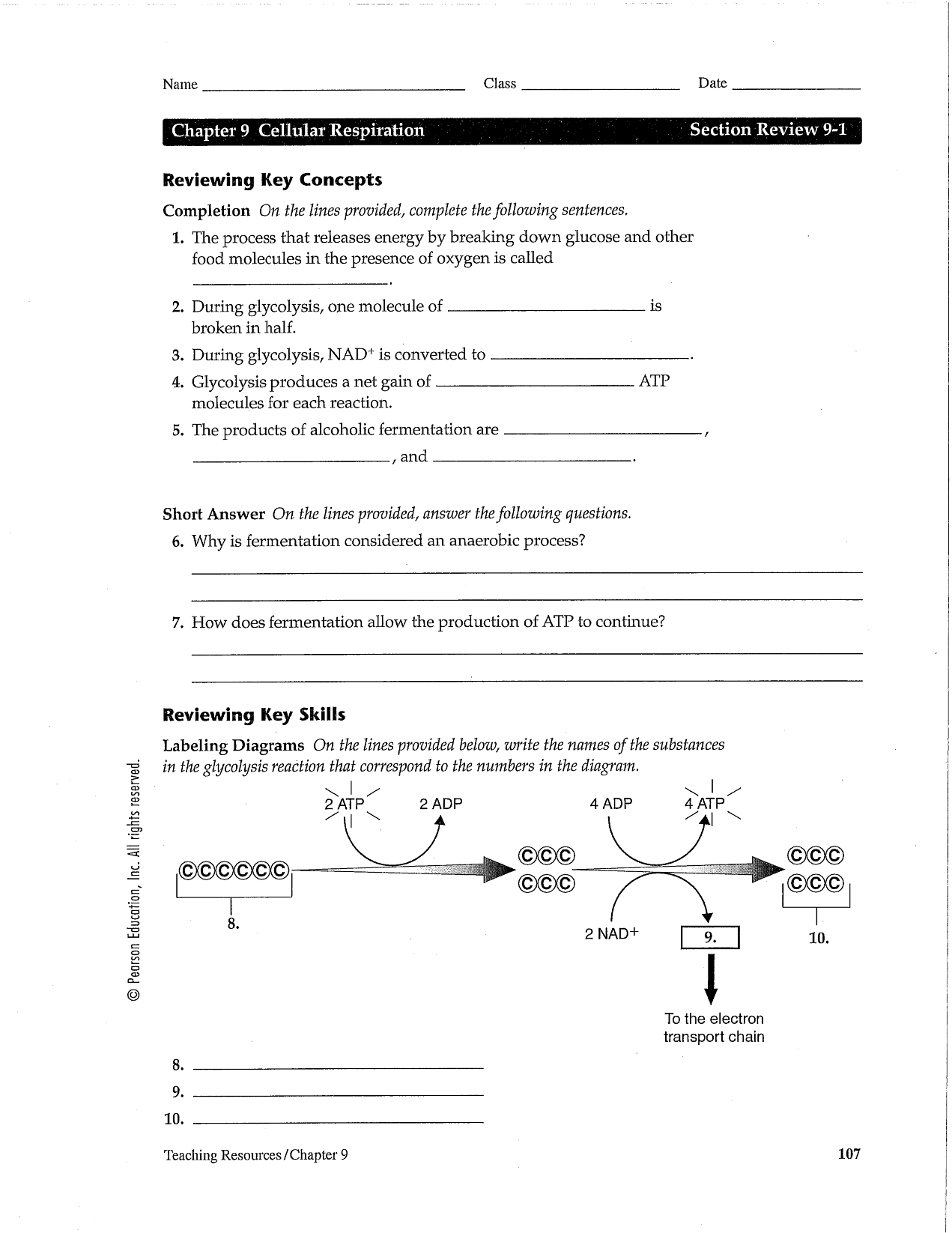 18 Best Images Of Cell Cycle Review Worksheet Answers Cell Cycle 