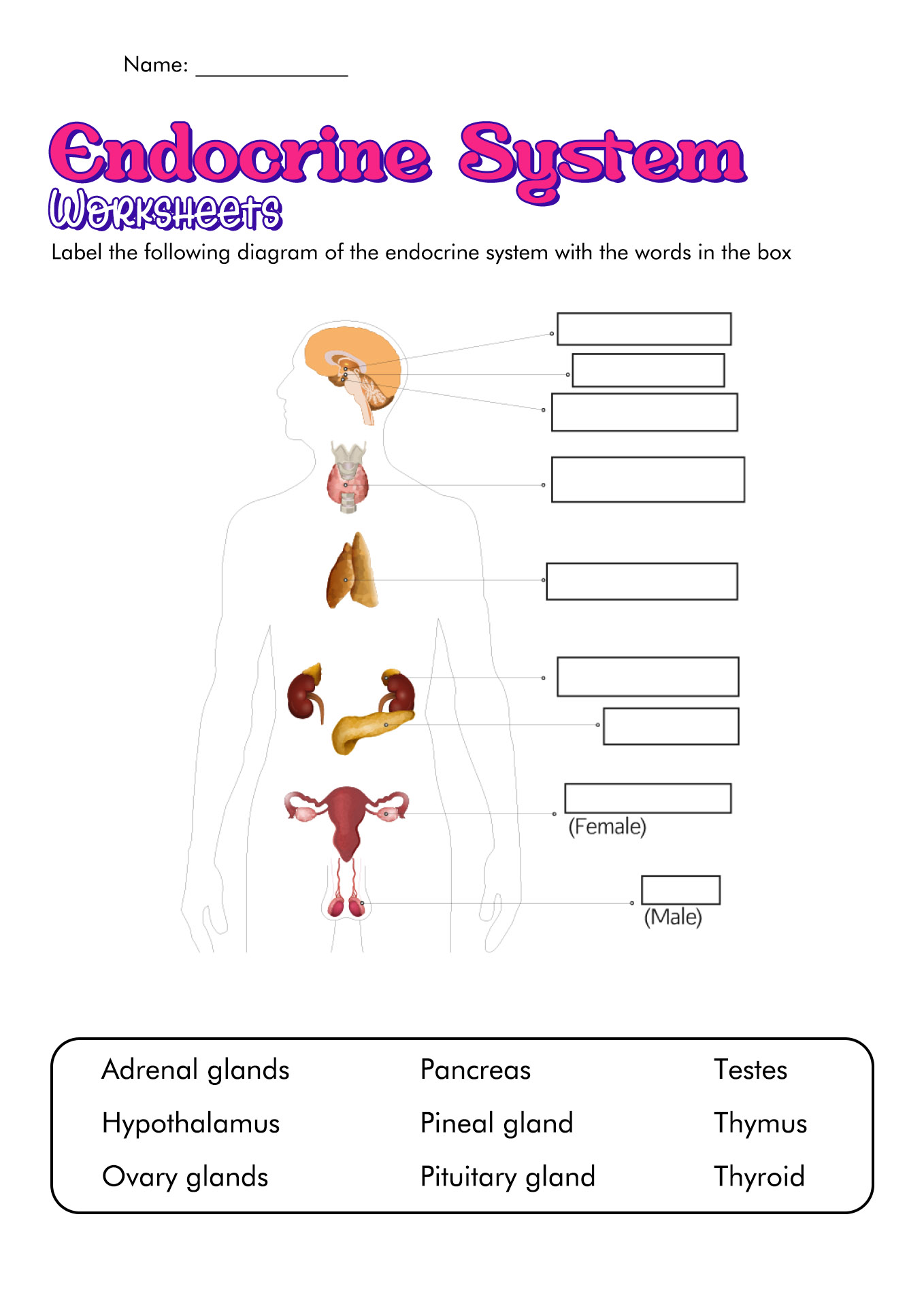 14-best-images-of-urinary-system-worksheets-blank-urinary-system