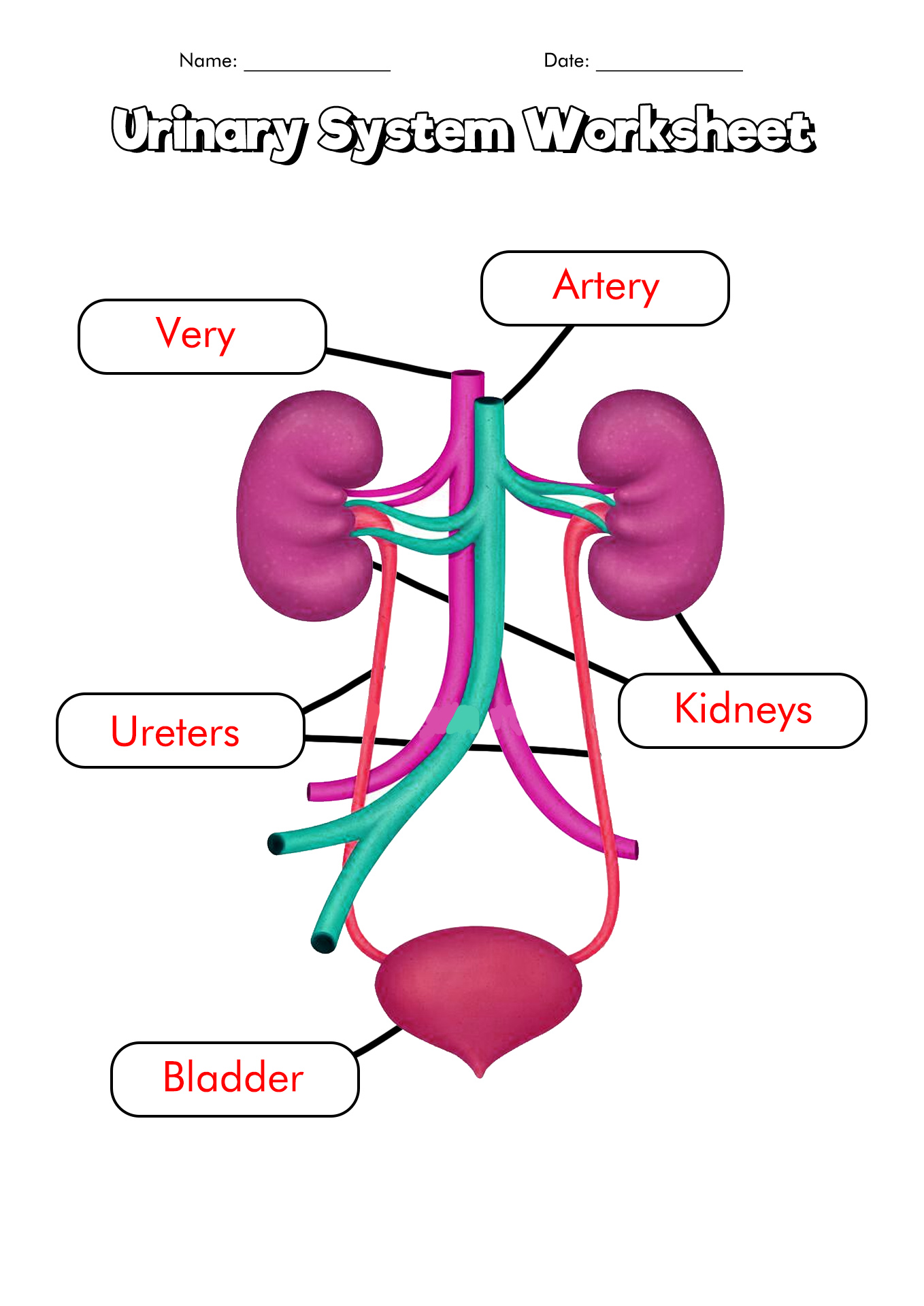 Urinary System Worksheets 1379