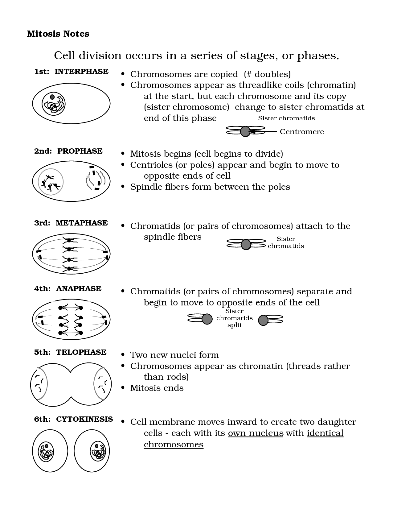 12 Best Images Of Cell Division Worksheet Mitosis Notes Worksheet 