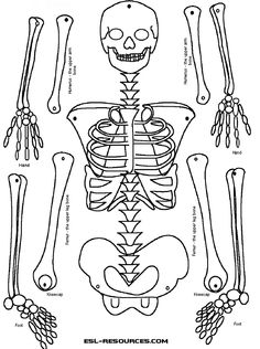 printable skeleton cut out worksheet