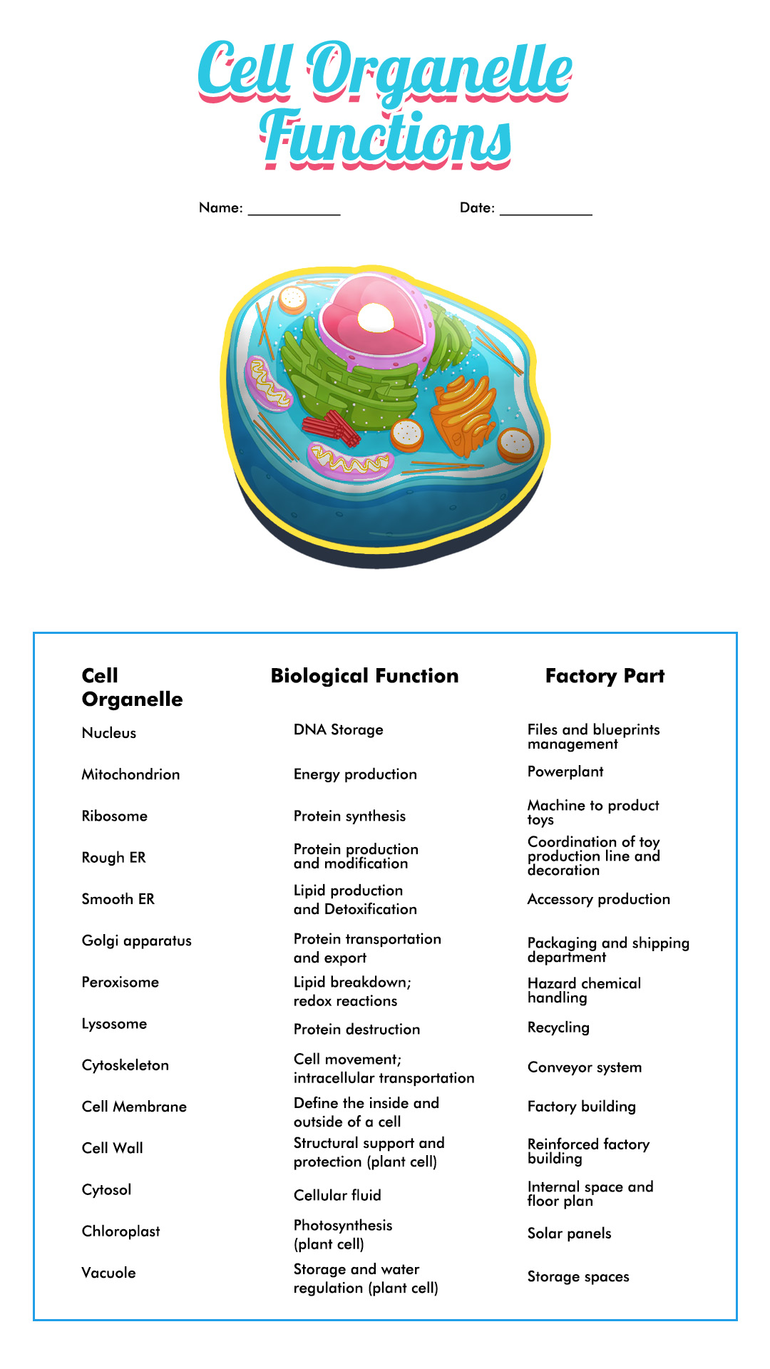 14 Best Images Of Cell Organelle Riddles Worksheet Answers Cells And Their Organelles 