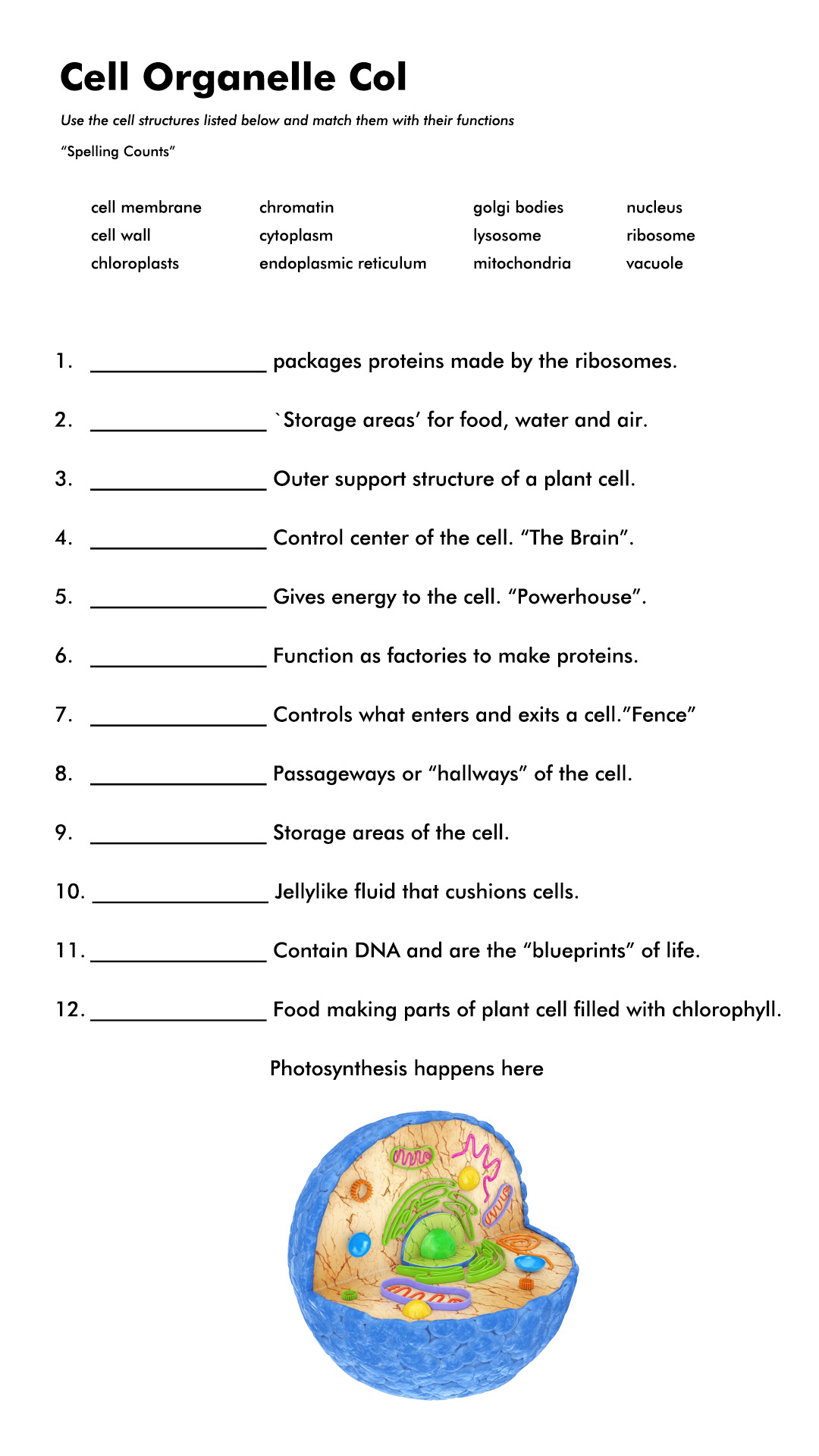 Cell Organelle Riddles Worksheet Answers Free Pdf At Worksheeto