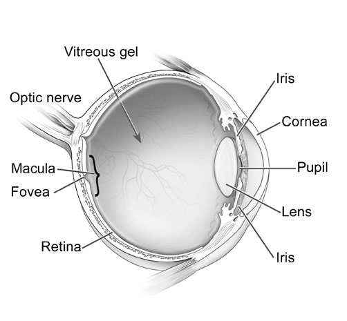 14 Best Images Of Parts Of The Eye Worksheet Human Eye Diagram Parts Of The Eye Kids 