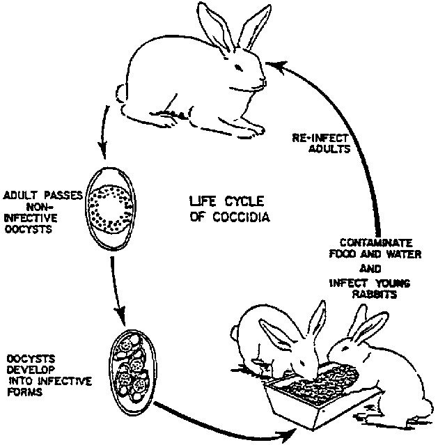 Diagram Life Cycle Of A Rabbit