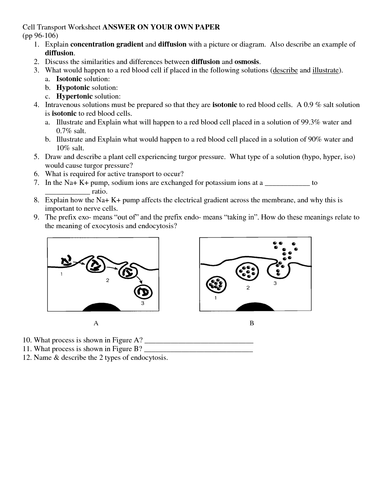 27 Passive Transport Worksheet Answers Free Worksheet Spreadsheet