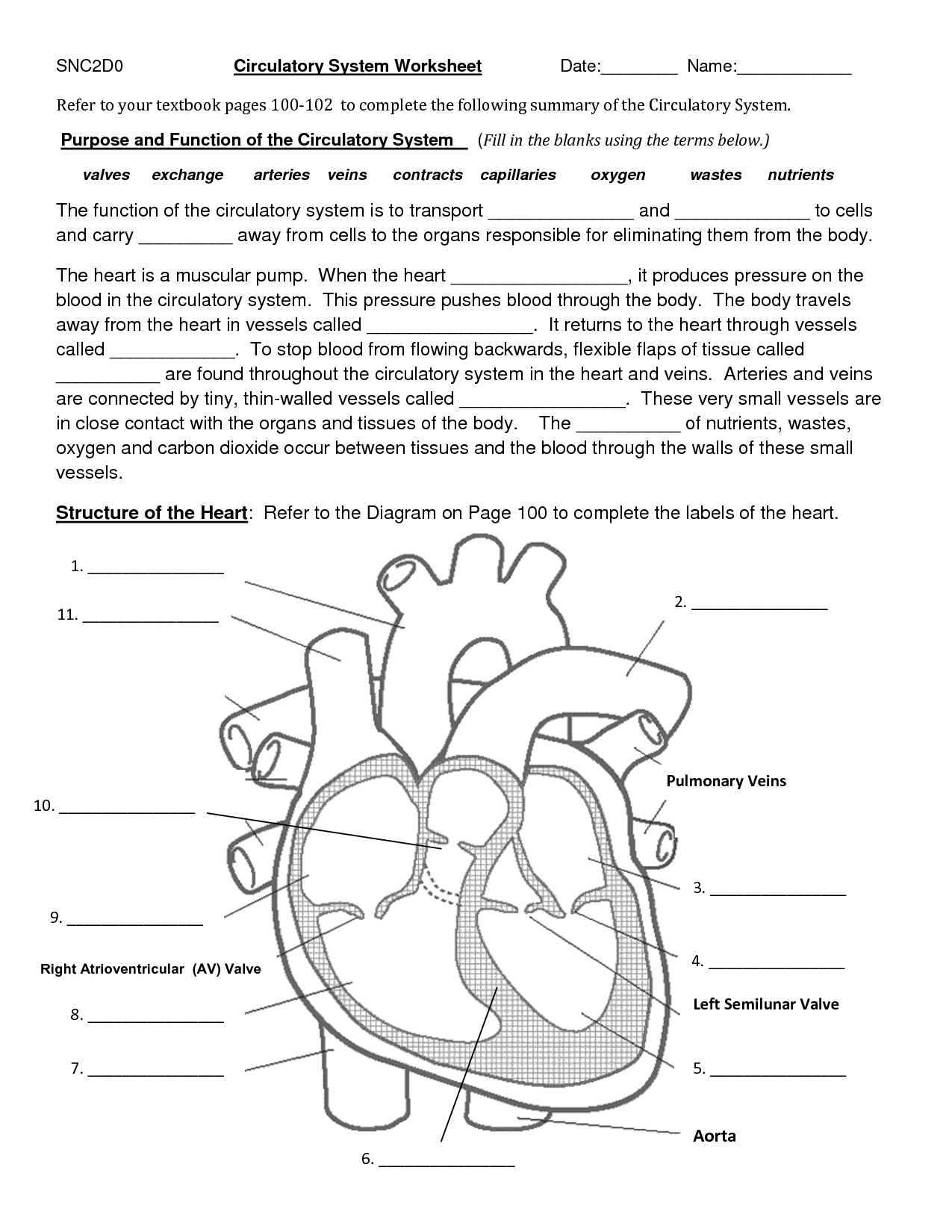 14 Best Images Of Blank Fill In The Circulatory System Worksheet Answer Key Circulatory System 