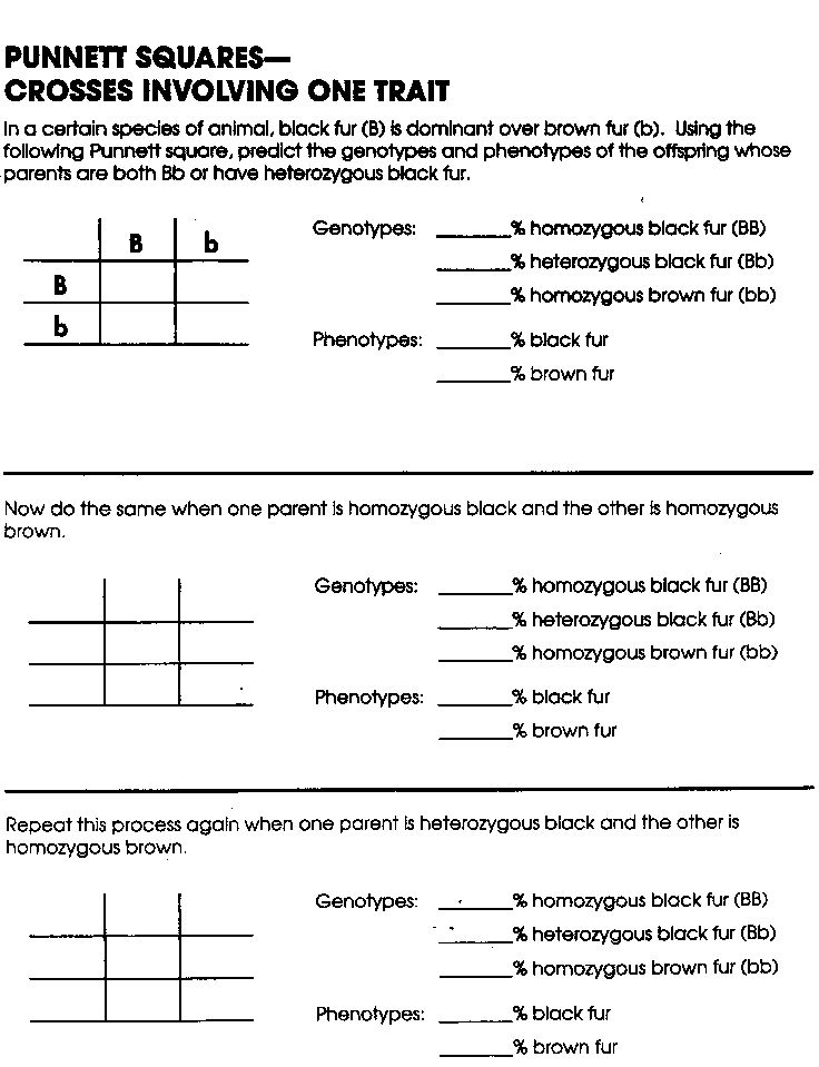 Punnett Square Worksheet Answer Key 7th Grade Cohomemade