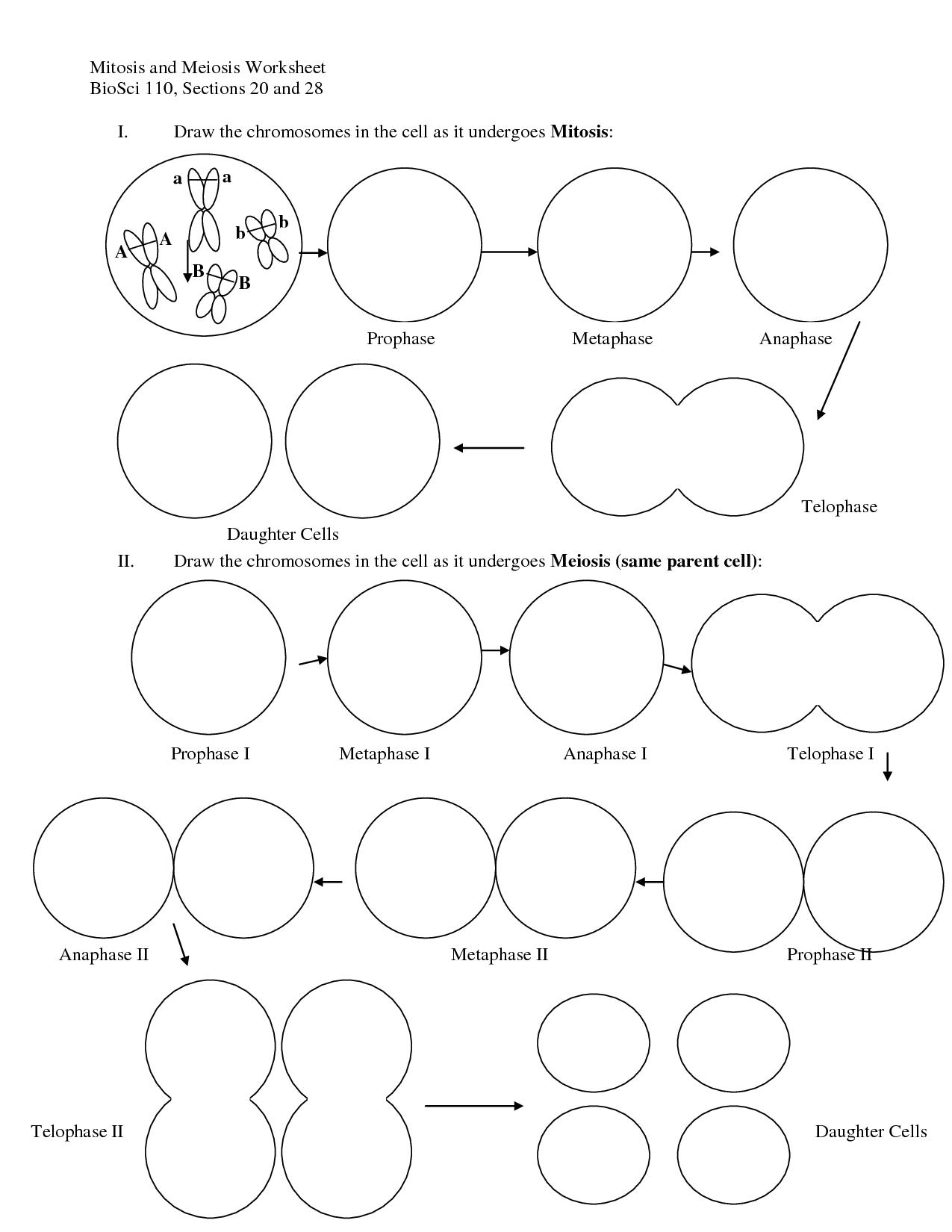 13 Best Images Of Identify Stages Of Mitosis Worksheet Meiosis And 