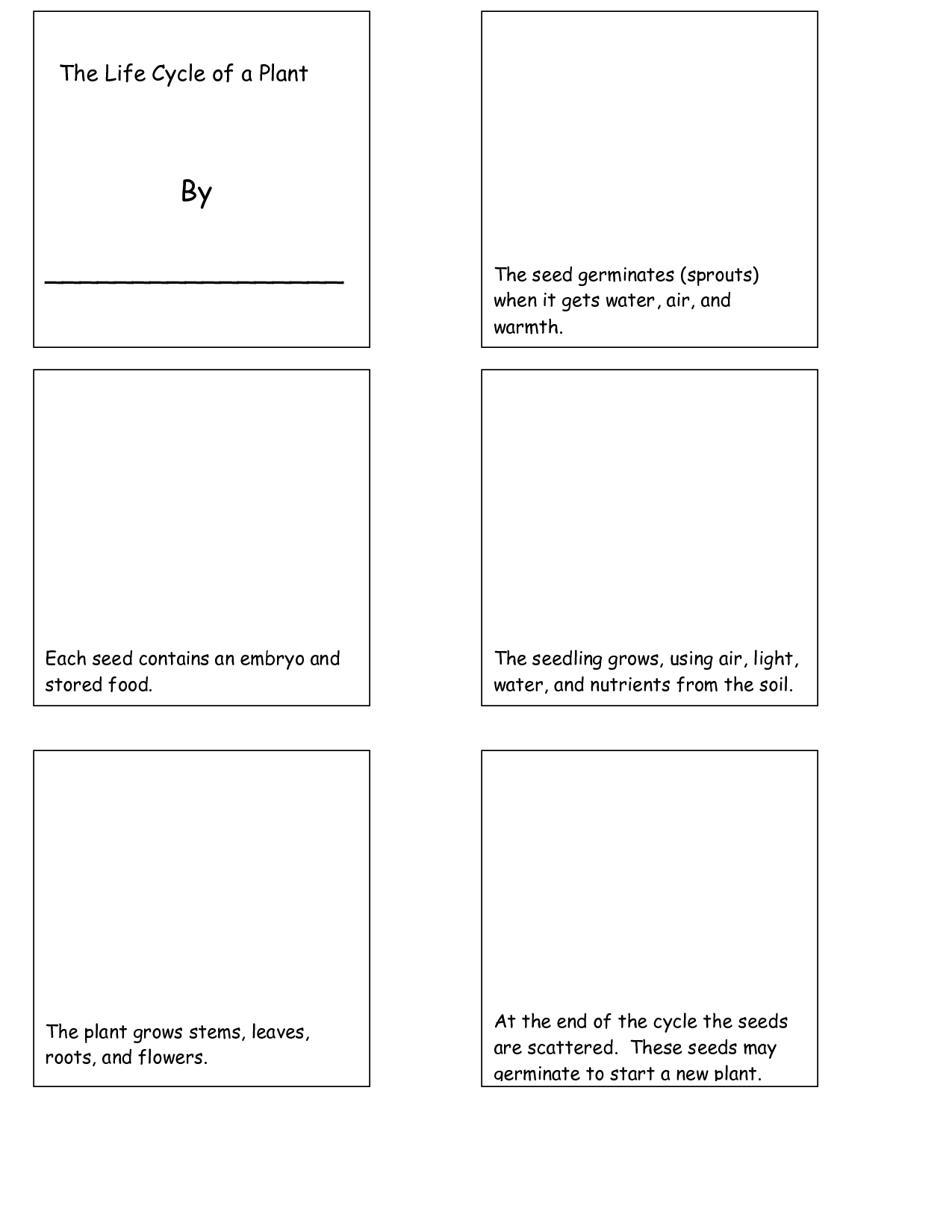 13-best-images-of-plant-cycle-worksheet-plant-life-cycle-worksheet