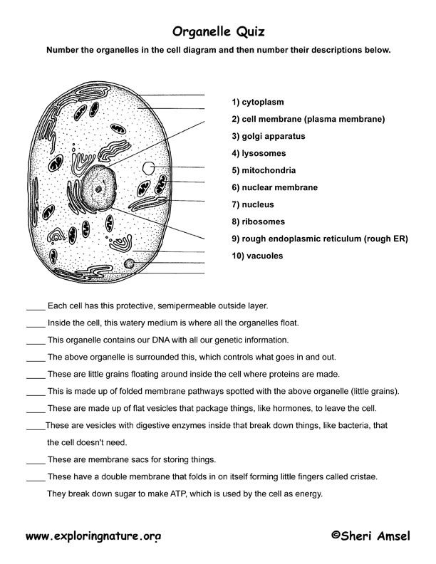 17 Best Images Of Cell Organelle Worksheet pdf Cell Organelle Quiz 