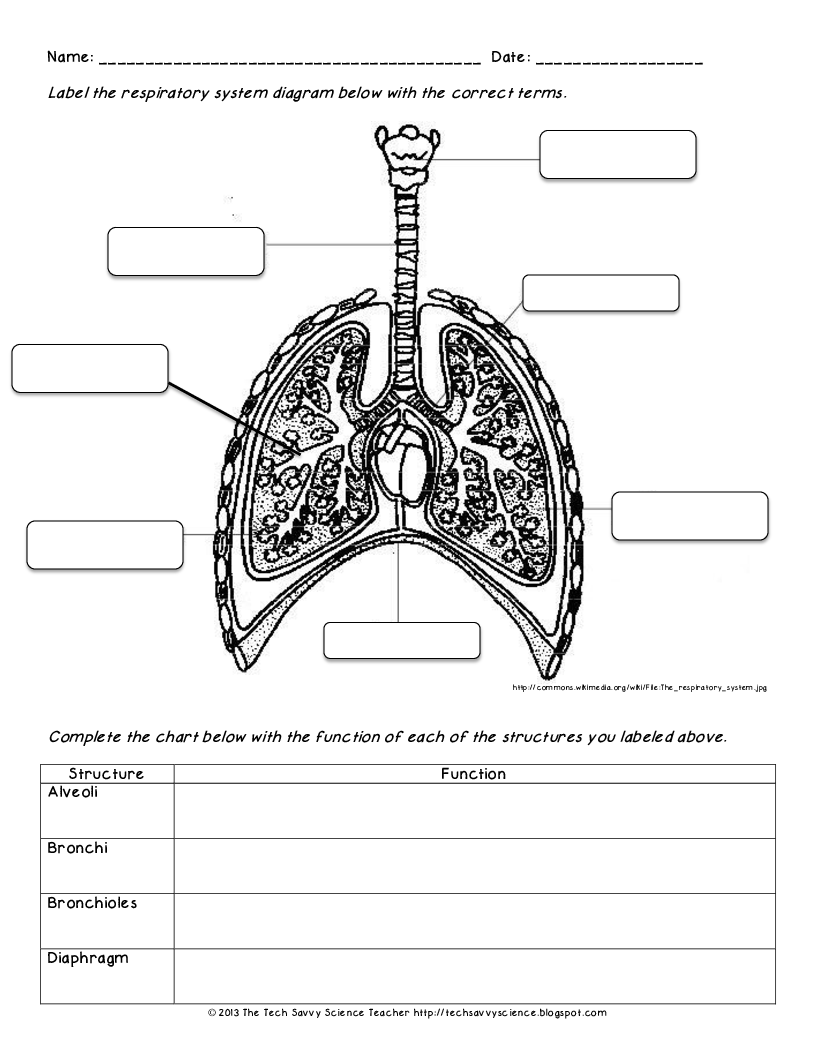 8 Best Images of Skeletal System Worksheet 7th Grade - 7th Grade Human