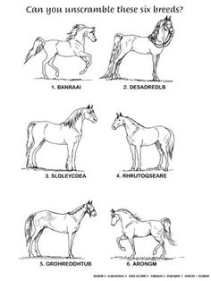 16 Best Images of Horse Knowledge Worksheets - Horse Face Markings and