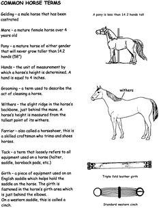 16 Best Images of Horse Knowledge Worksheets - Horse Face ...